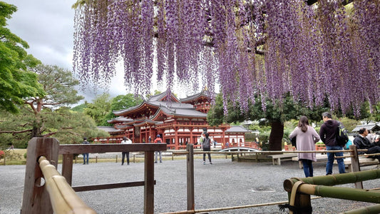 平等院の藤 4月26日