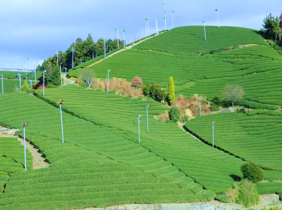 宇治茶畑探訪④:山肌に広がる美しいお茶の風景