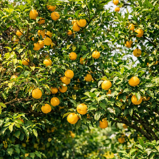 チーズテリーヌ嵯峨に使っている、柚子の話。