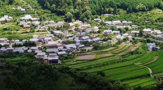 奥嵯峨　京都水尾の柚子