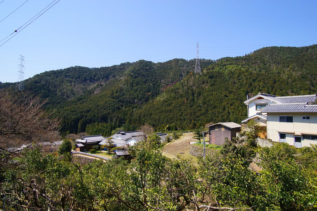 日本の柚子栽培発祥の地、水尾。