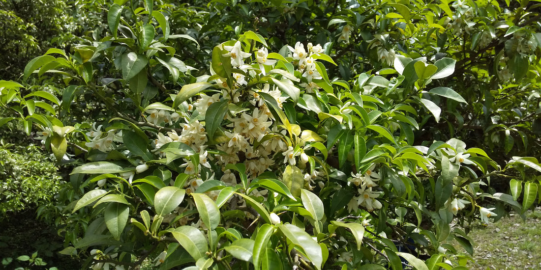 柚子の花(京都水尾)