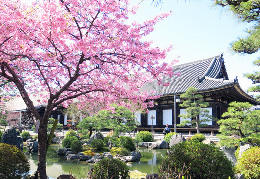 京都の桜や紅葉について