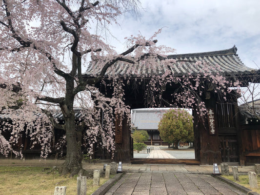 妙覚寺の枝垂れ桜　3月25日